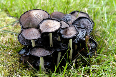 Black Fungus