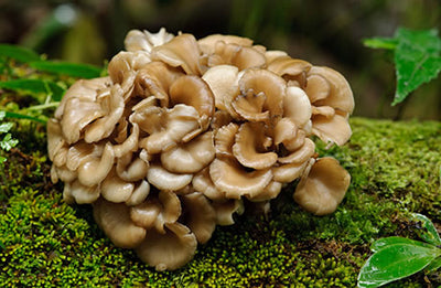 Maitake