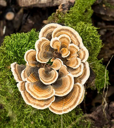 Turkey Tail