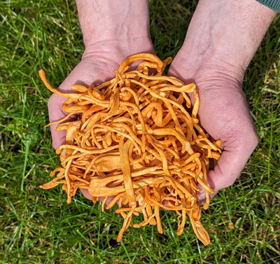 Cordyceps