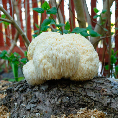 Lion's Mane