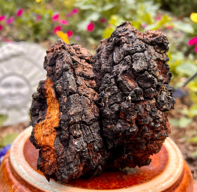 Chaga